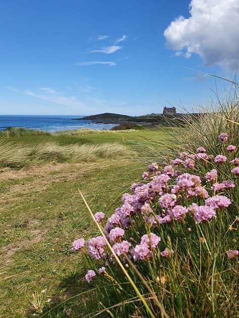 syngenta Newquay pollinators wildflower sml