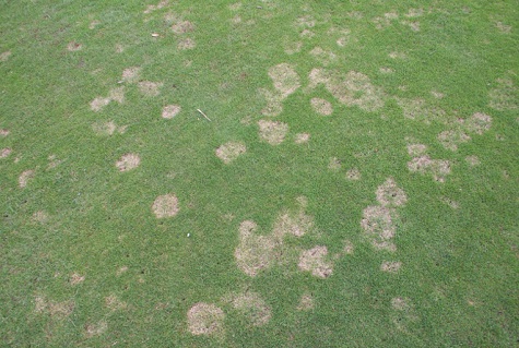 fine turf disease sml