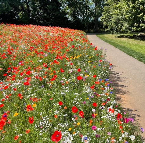 wildflowers sml