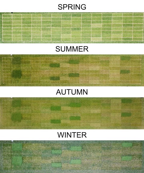dlf Clover Trials sml