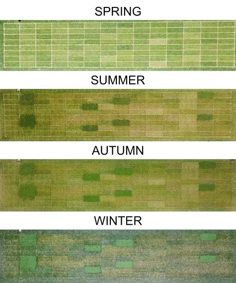 dlf Clover Trials sml