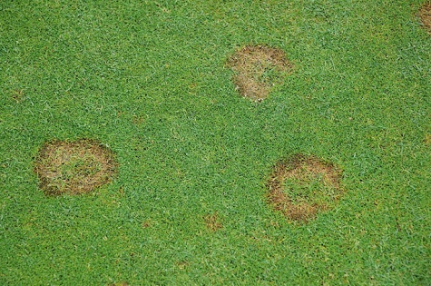 fine turf disease rings sml