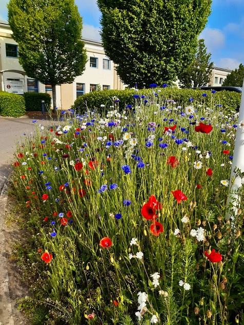 wildflowers 1 sml