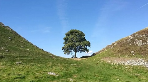 sycamore gap sml