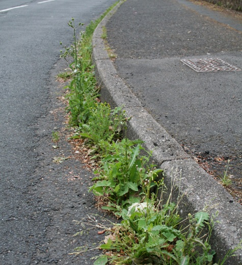 weeds kerb sml