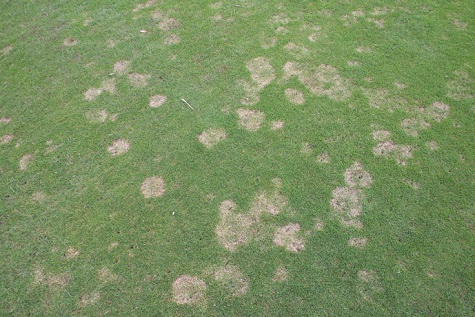 fine turf disease sml