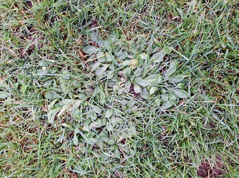 grass weeds sml