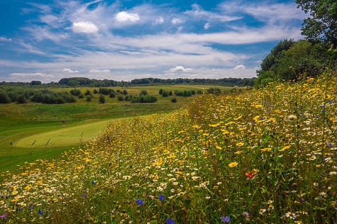 england golf Wildflowers sml