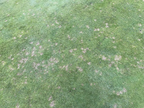 Dollar spot on golf green sml