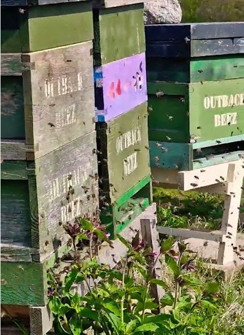 bee hives sml