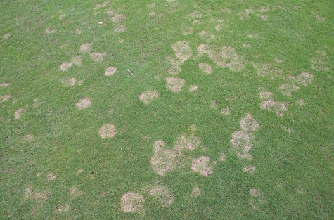 turf disease sml